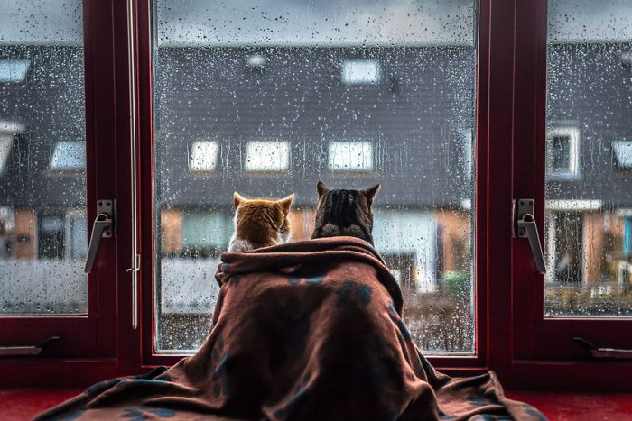 Woman Photographed Her Cats While They Were Watching The Rain