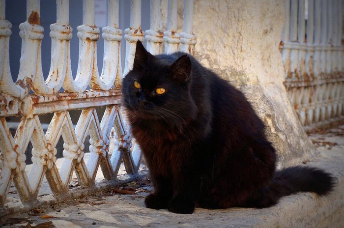 Stray Cats Of Istanbul