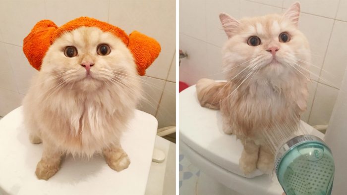 This Is Meepo, The Cat Who Loves Taking Showers