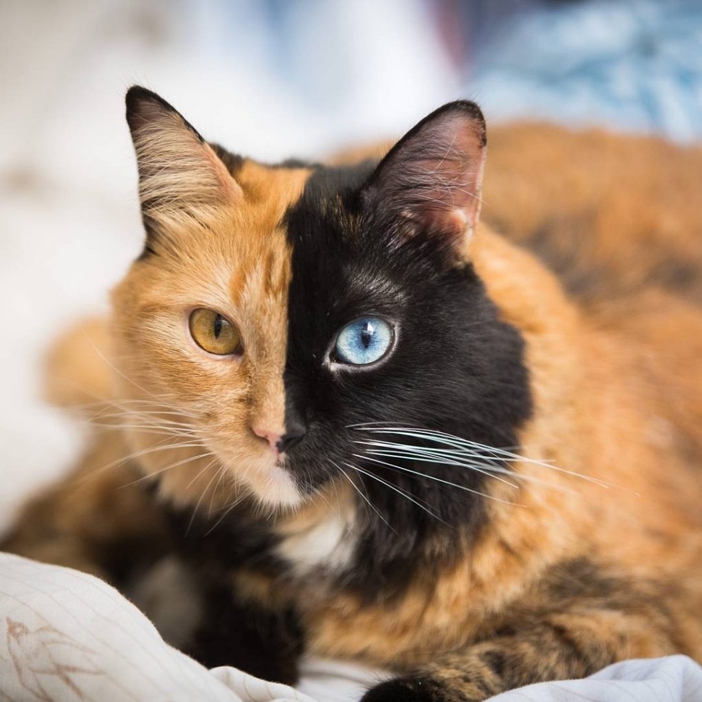 Meet Quimera The Argentinian Cat With Two Faces Viral Cats Blog