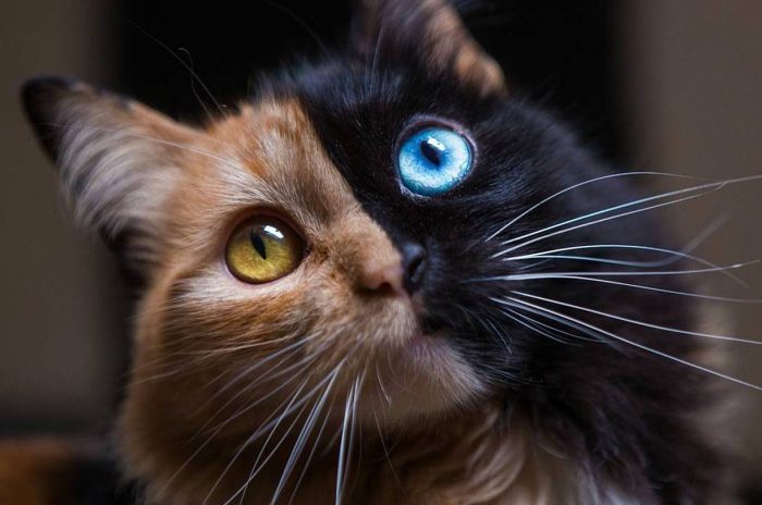 Meet Quimera – The Argentinian Cat With Two Faces