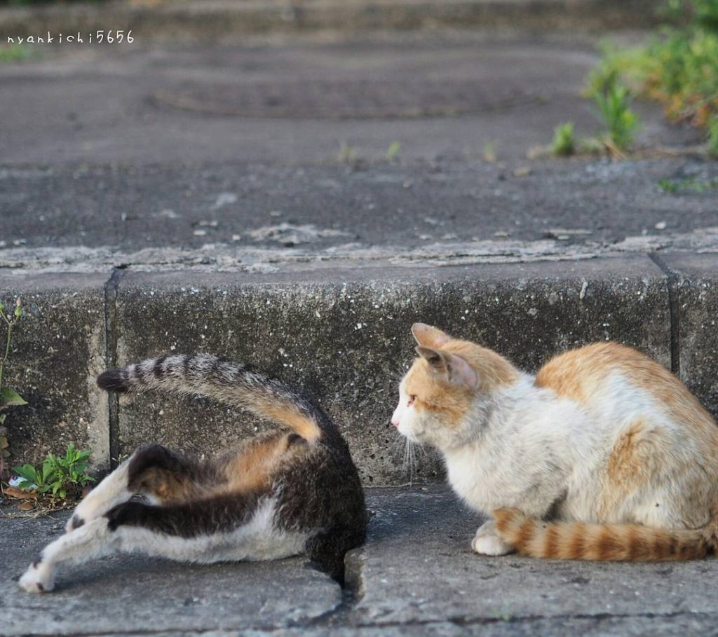 Stray Cats Having The Time Of Their Lives In The Drain Pipe Holes ...