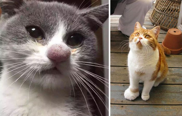 8 Cats That Tried To Fight A Bee And Lost