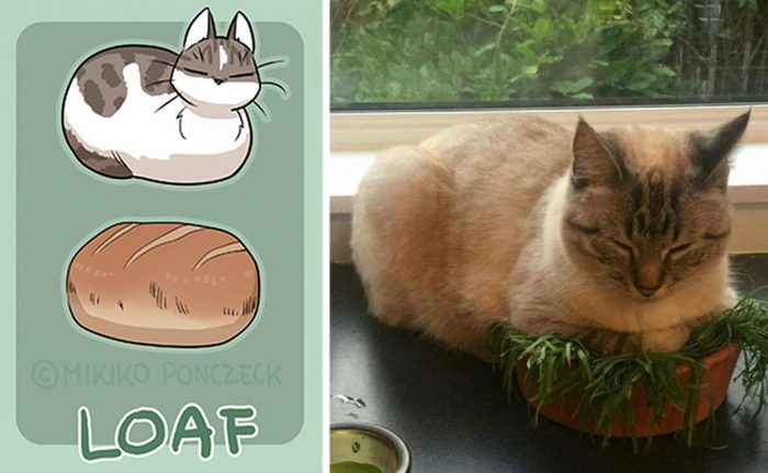 The Proof That Cats Are More Bread Than You’d Think