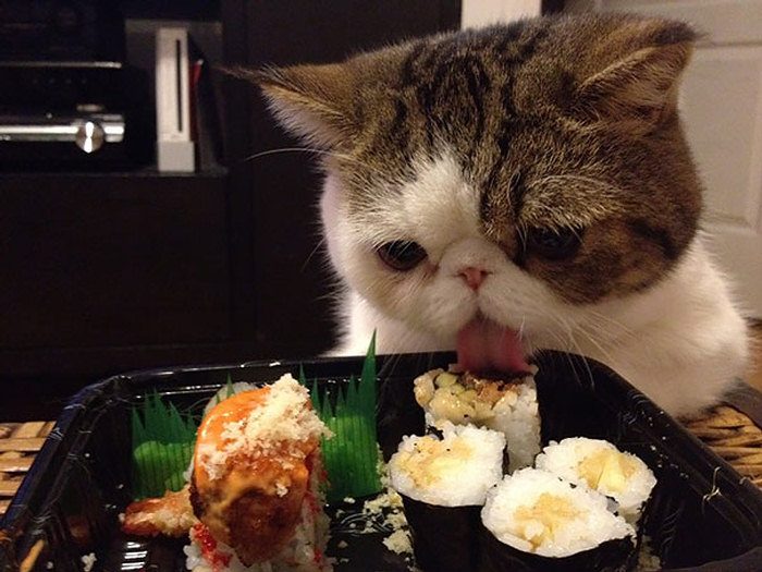 15 Spoiled Cats That Probably Have A Better Lifestyle Than You