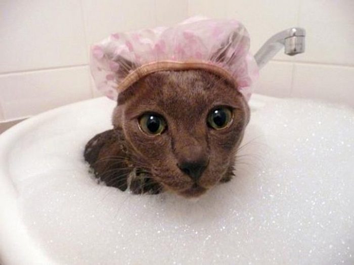 10 Cute And Funny Cats That Actually Love Water
