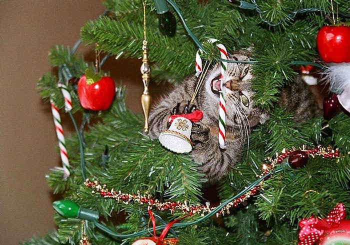 11 Cats Helping Decorate Christmas Trees