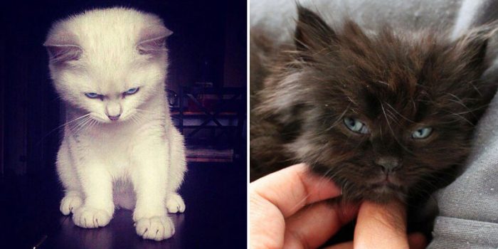 These 13 Angry Kittens Demand To Be Taken Seriously Right Meow