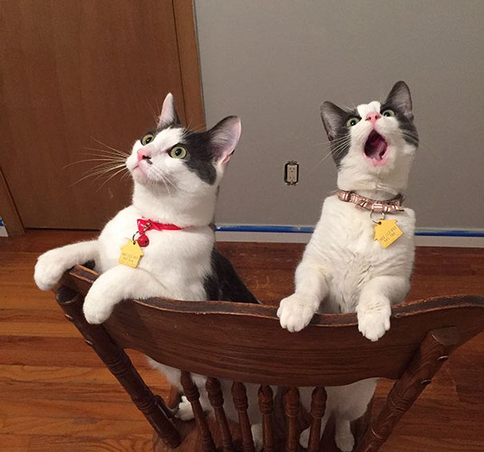 15 Times Cats Did Things For The First Time And Had The Funniest Reactions