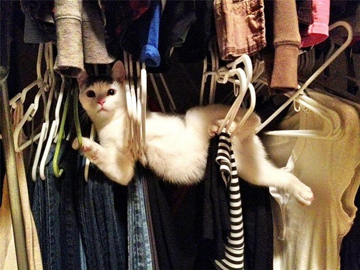 10 Funny Cats Losing Battle Against Human Furniture