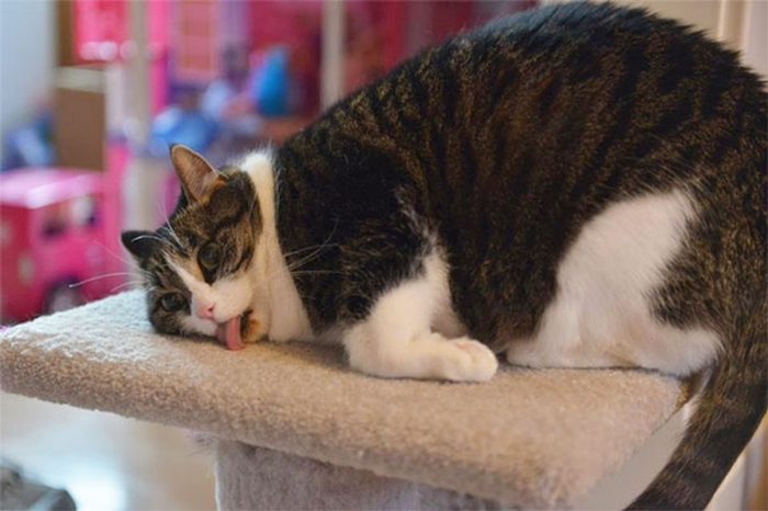 10 Hilarious Photos Of Cats That Stopped Functioning After Using Catnip