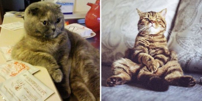 Cats Are Evolving…Here Are Some Pictures With Proof These Cats Sit Just Like Humans