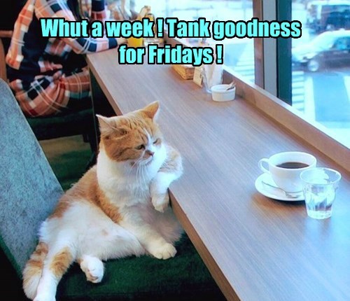 10 Friday Memes To Make Your Day More Pawsome | Viral Cats Blog