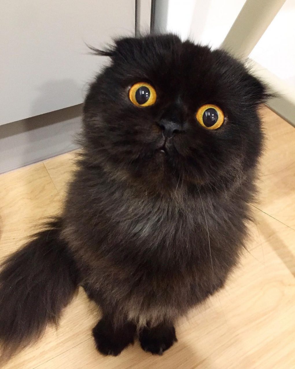 11 Cute Cats With The Biggest Eyes You've Ever Seen | Viral Cats Blog