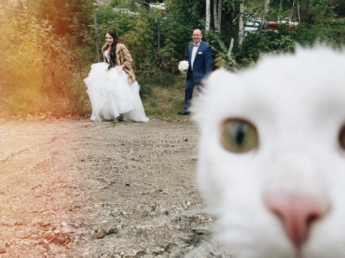 These 11 Cat Photobombs Are Just Too Funny