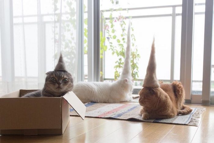 Japanese Photographer Ryo Yamazaki Makes Hats From The Hair His Cats Shed, And They Are Adorable
