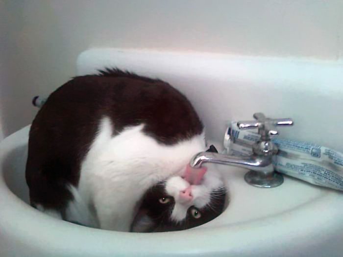 10 Purrfect Funny Pictures Of Cats Being Weird
