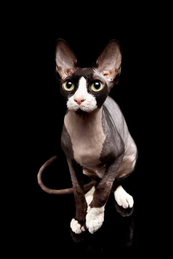 Sphynx Cats And Their Fascinating Intriguing Beauty | Viral Cats Blog