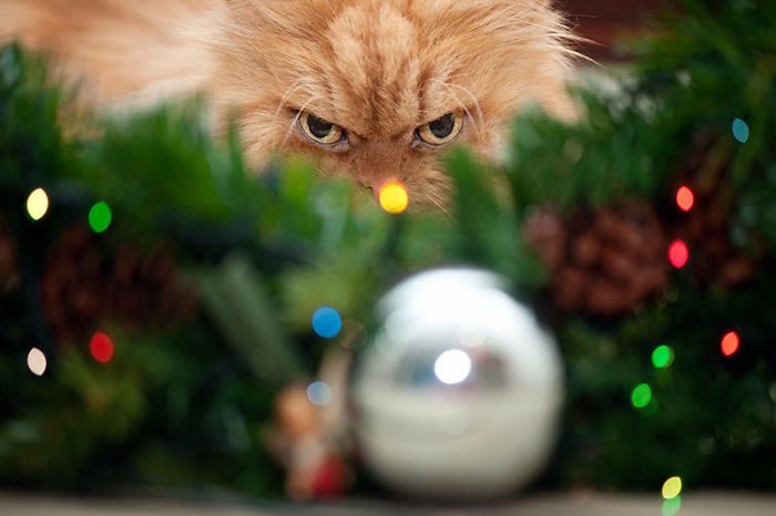 Funny And Cute Cats That Hate Christmas