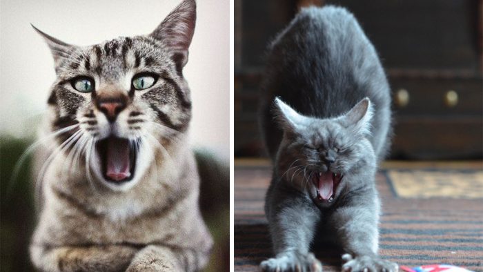 These Cats Will Make You Yawn