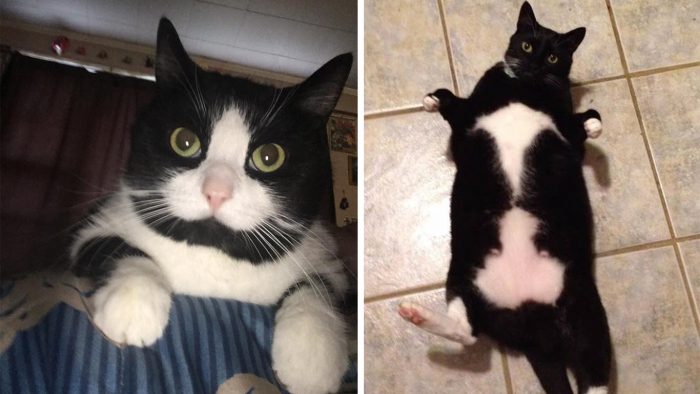 These Cats Don’t Understand Why Their Humans Laugh Every Time They See Them…