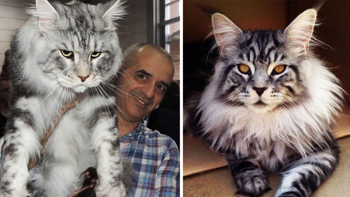 Your Cat Will Look Tiny After You See These Maine Coon Cats