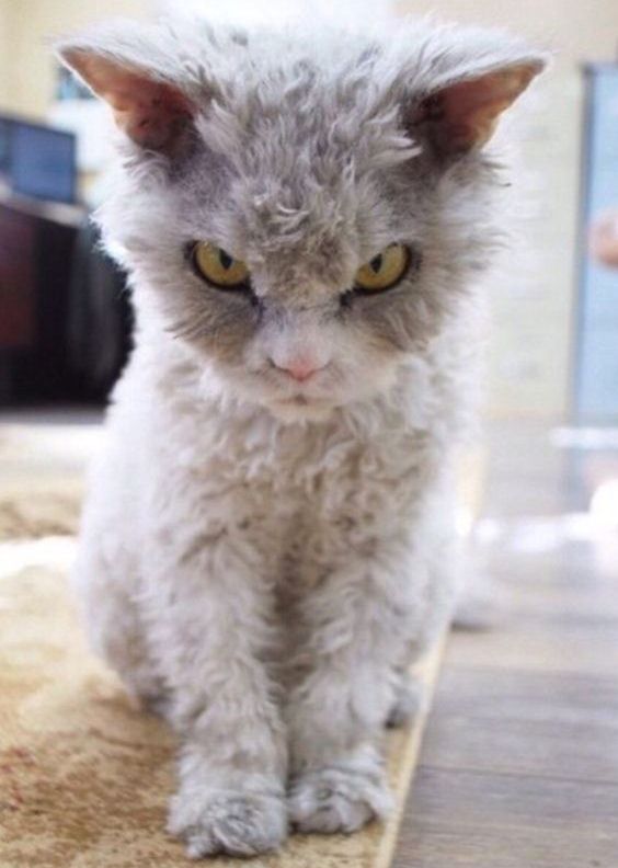 10 Kitties That You Don't Want To Mess With | Viral Cats Blog