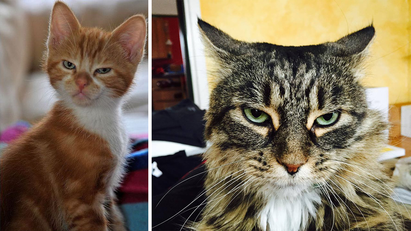 Mean Cat Face | Viral Cats Blog