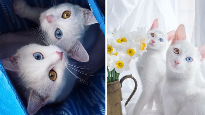 Meet The Gorgeous Twin Sisters Cats With Heterochromatic Eyes