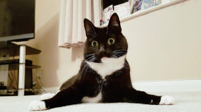 Funny Tweets By Curious Zelda The Most Shocked Looking Kitty