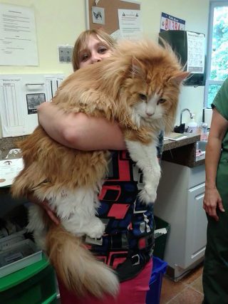 Your Cat Will Look Tiny After You See These Maine Coon Cats – Viral ...