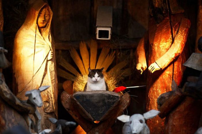 Hilarious Cats That Crashed Nativity Scenes