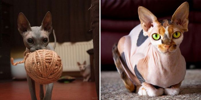 Sphynx Cats And Their Fascinating Intriguing Beauty