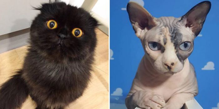 11 Cute Cats With The Biggest Eyes You’ve Ever Seen