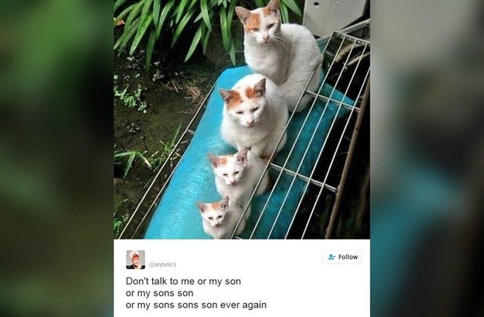 15 Of The Cutest And Funniest Cat Tweets