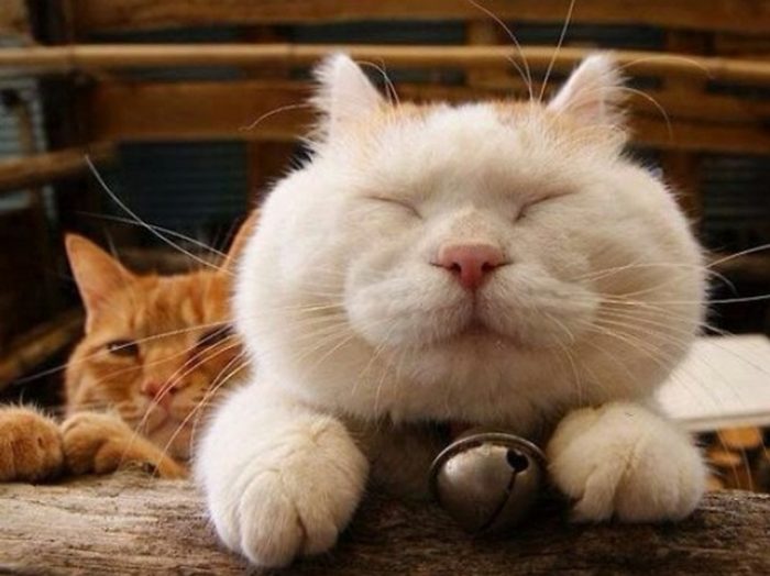 These 10 Cats Definitely Know How To Relax