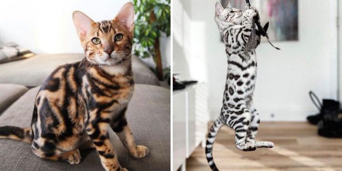 15 Photos Showing The Beauty Of Bengal Cats
