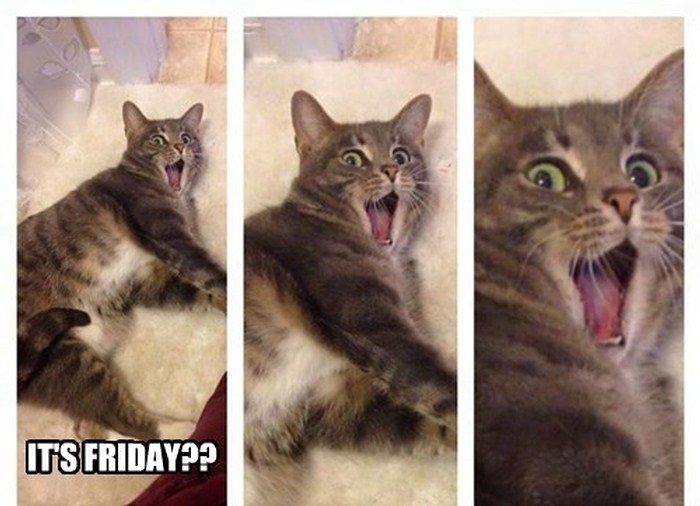 10 Friday Memes To Make Your Day More Pawsome