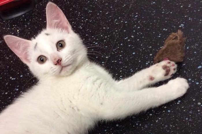 Meet Gary The Cute Kitty With Worried-Looking Eyebrows