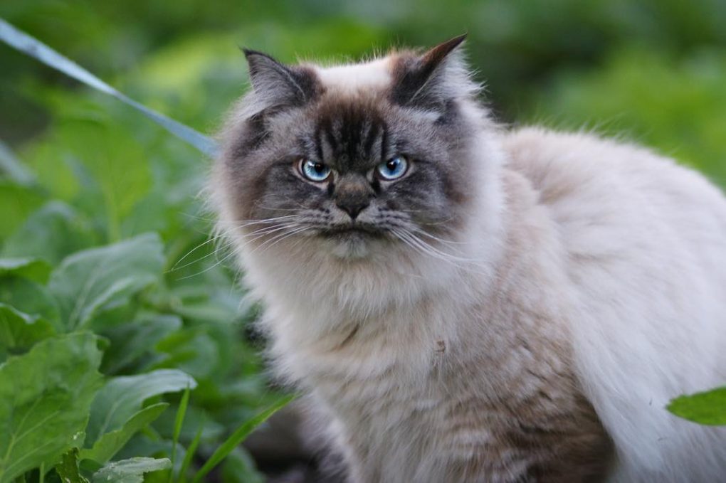 There Is A New Hater In Town! Meet Merlin, The Grumpy Ragdoll Cat ...