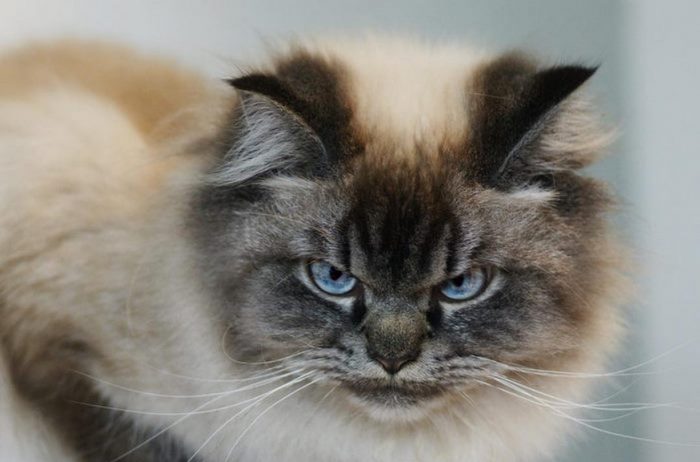 There Is A New Hater In Town! Meet Merlin, The Grumpy Ragdoll Cat