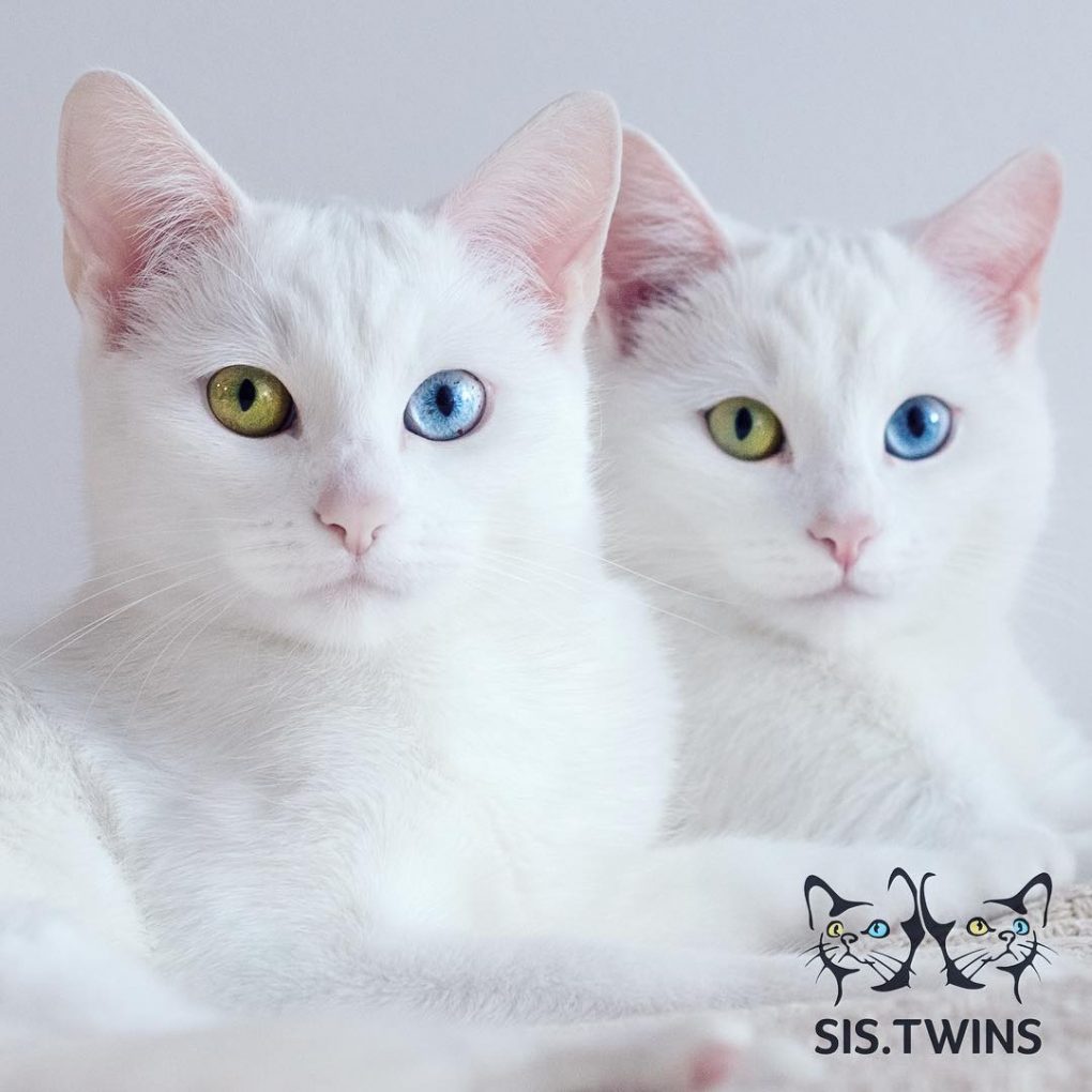 Meet The Gorgeous Twin Sisters Cats With Heterochromatic Eyes – Viral ...