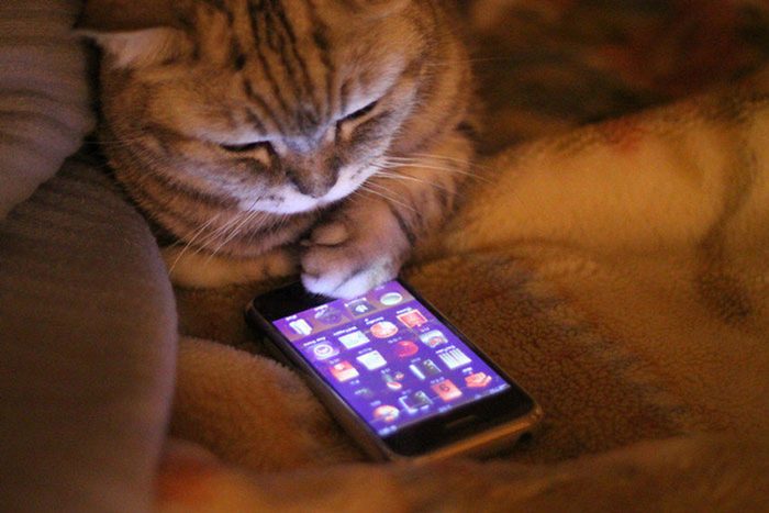 What If Cats Could Text?