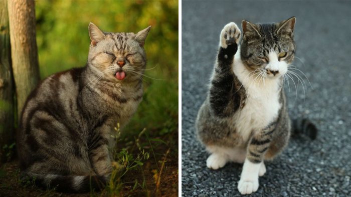 The Many Faces of Tokyo’s Stray Cats