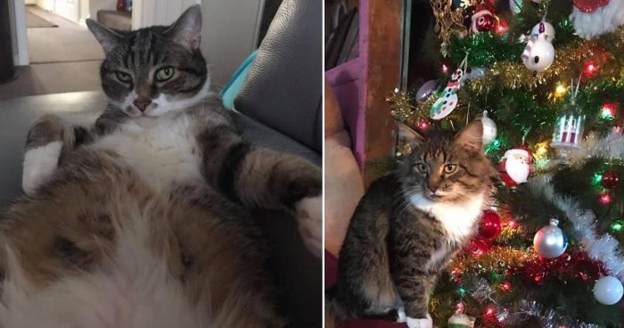 Best Cat Photos Sent To Us This Week (23 December 2018)