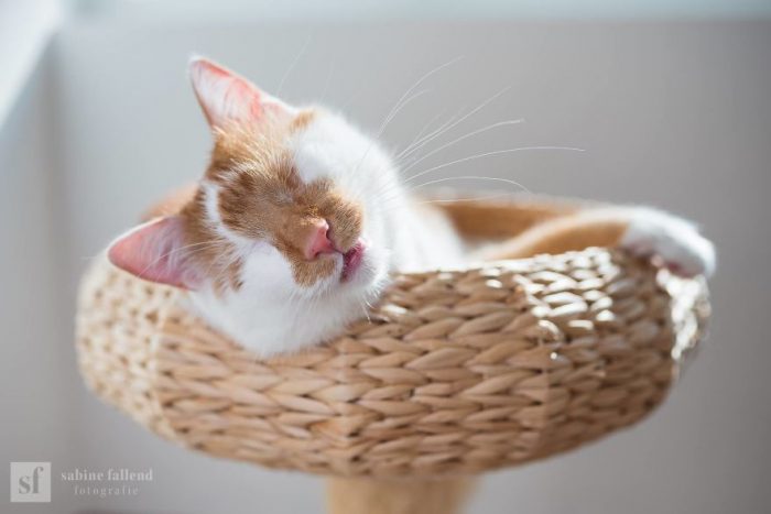 Photographer Takes Beautiful Photos Of Kazou Her Blind Cat