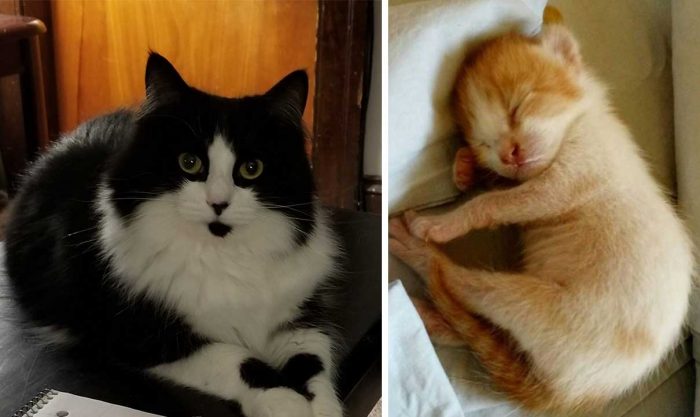 Best Cat Photos Sent To Us This Week (13 January 2019)