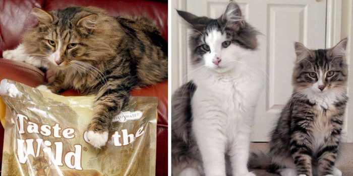 This Cat Went Missing, When Found Was Almost Double In Size And Living In Pet Food Factory