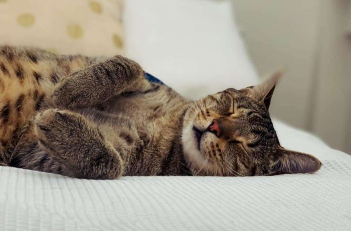 Best Cat Photos Sent To Us This Week (03 February 2019)