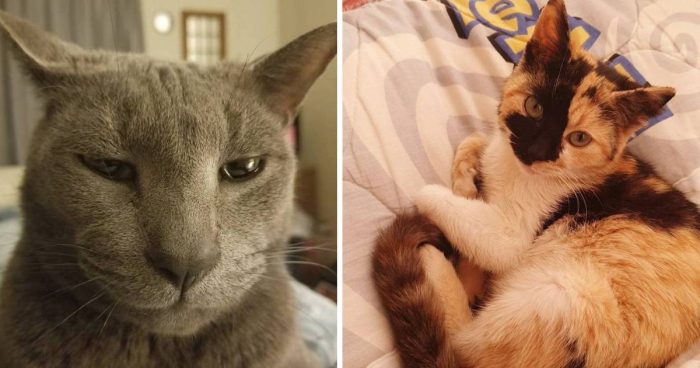 Best Cat Photos Sent To Us This Week (03 March 2019)